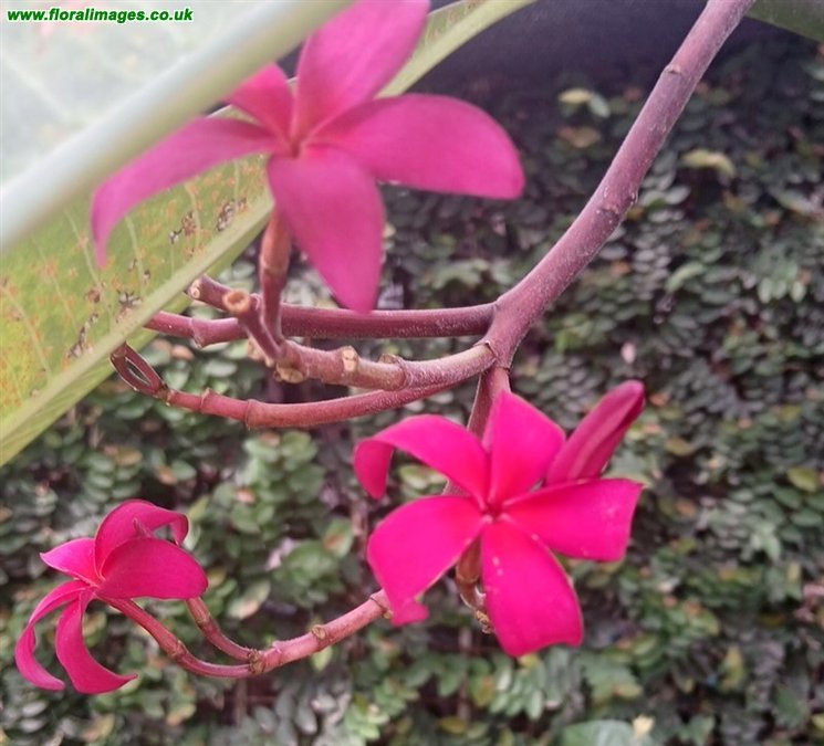 Plumeria rubra