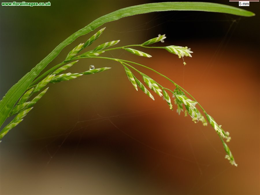 Poa annua