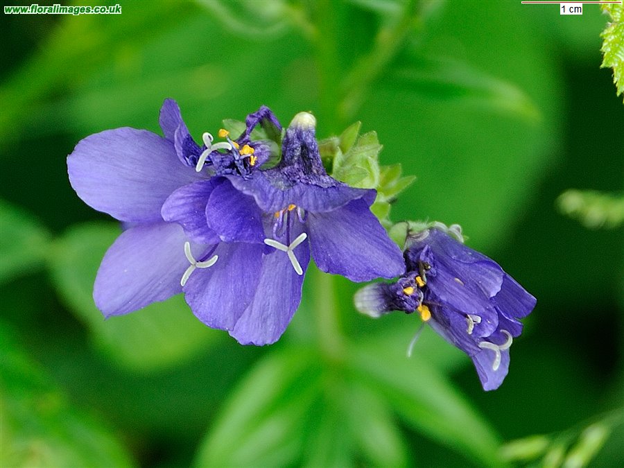 Polemonium caeruleum