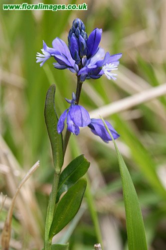 Polygala calcarea