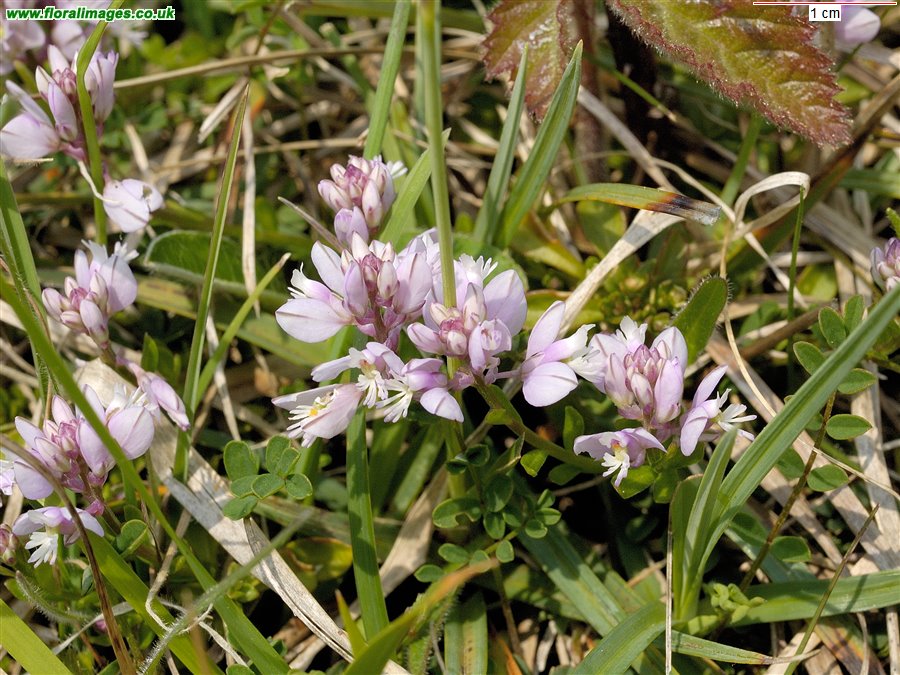 Polygala calcarea
