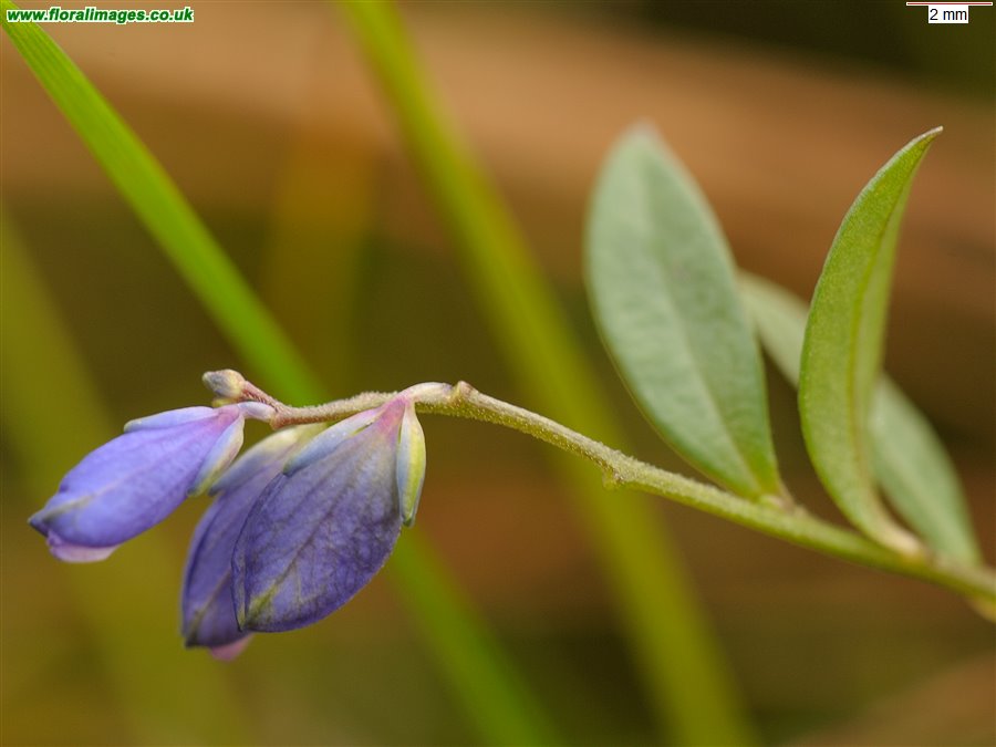 Polygala serpyllifolia