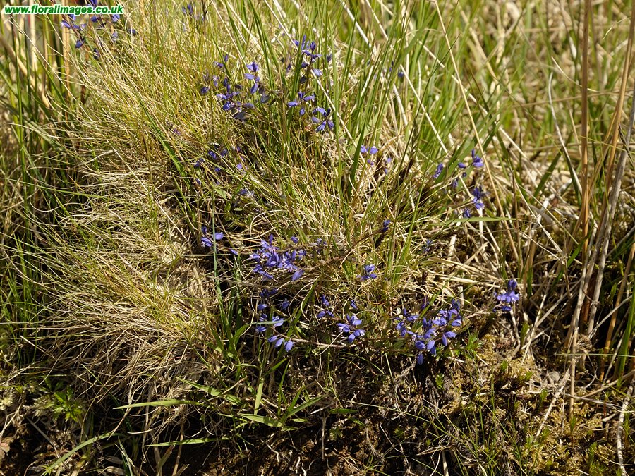 Polygala serpyllifolia