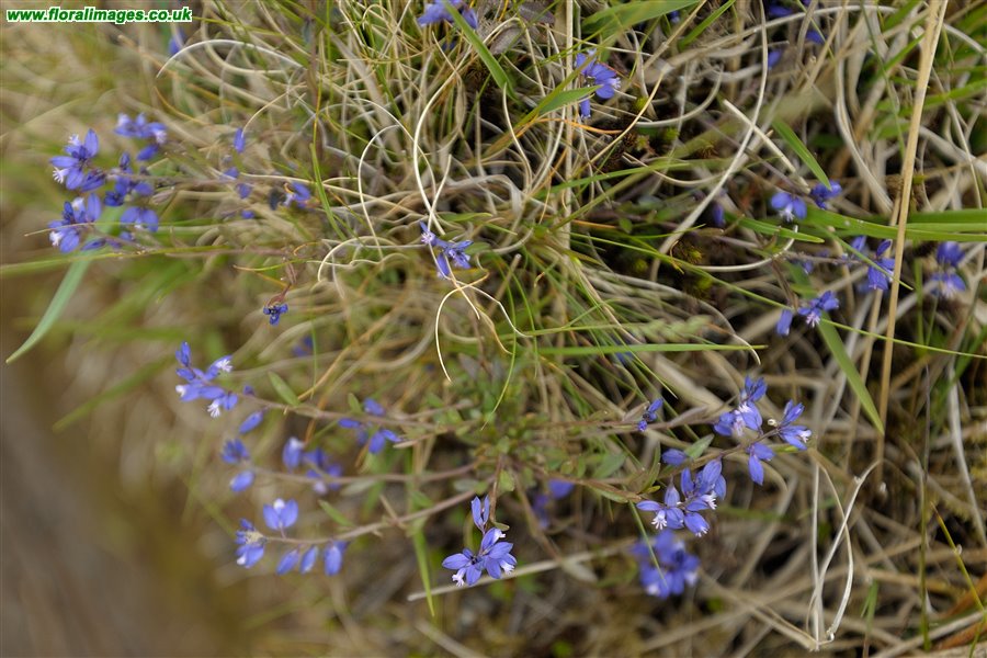 Polygala serpyllifolia