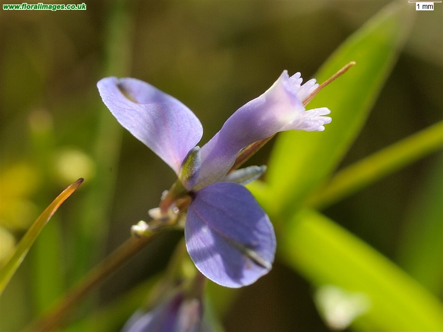Polygala serpyllifolia