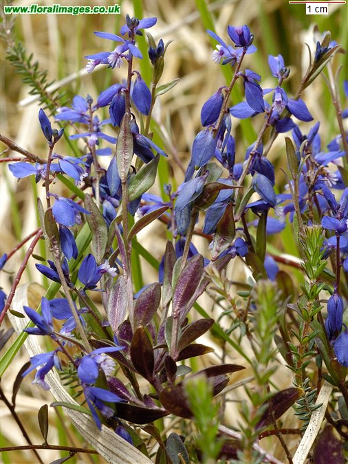 Polygala serpyllifolia