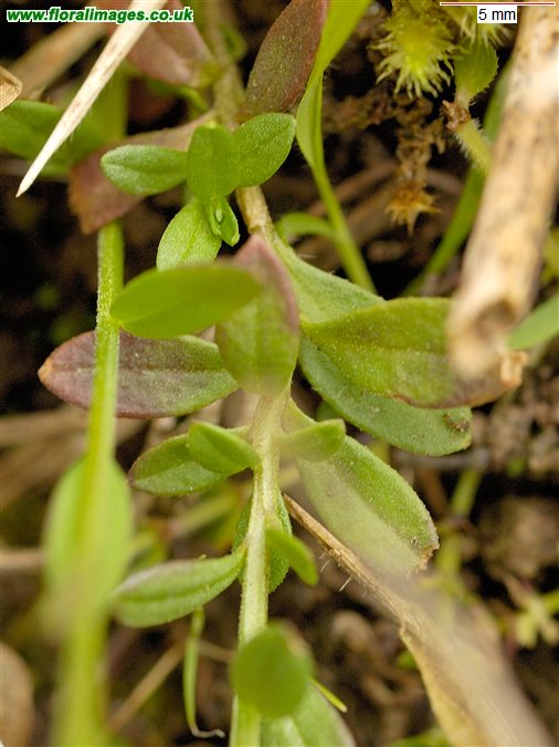 Polygala vulgaris