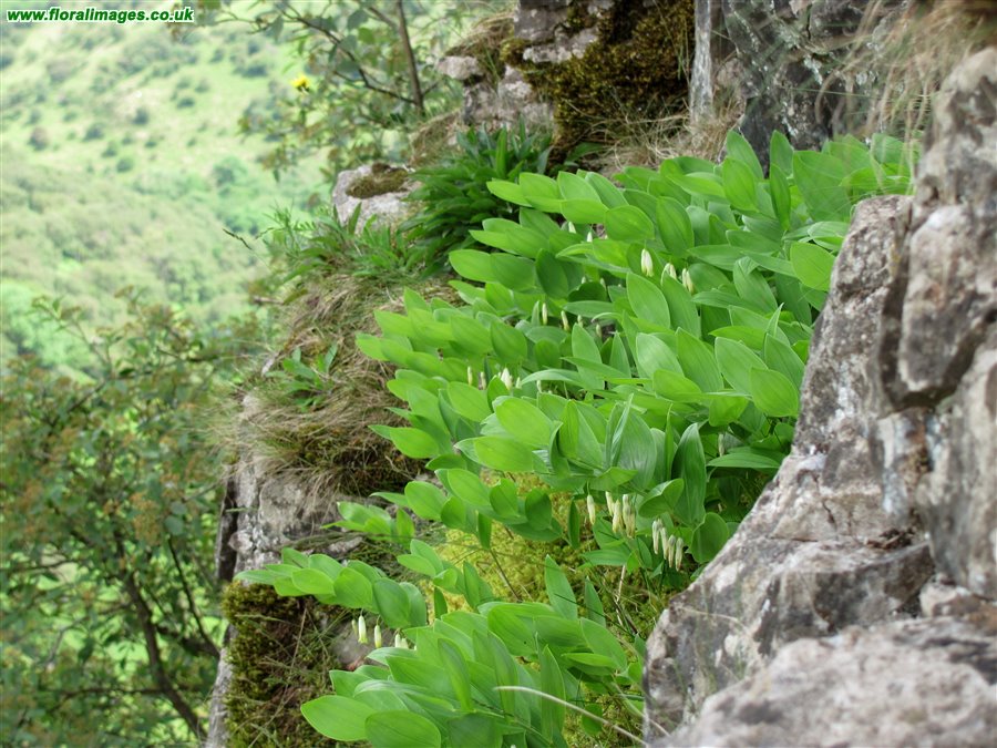 Polygonatum odoratum