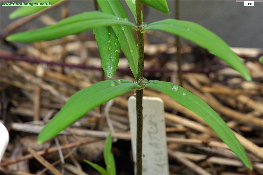 Polygonatum verticillatum