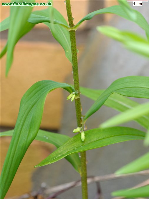 Polygonatum verticillatum