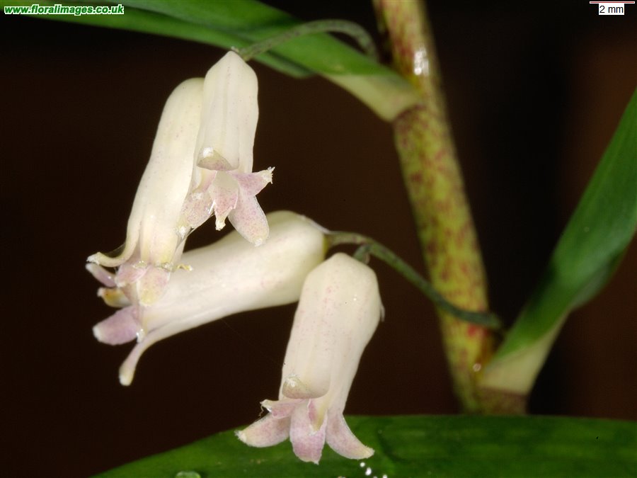 Polygonatum verticillatum