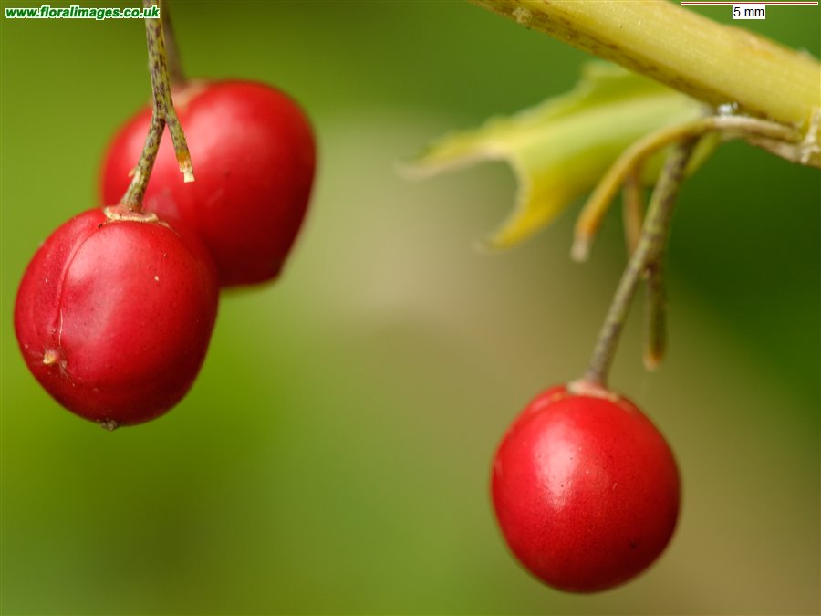 Polygonatum verticillatum