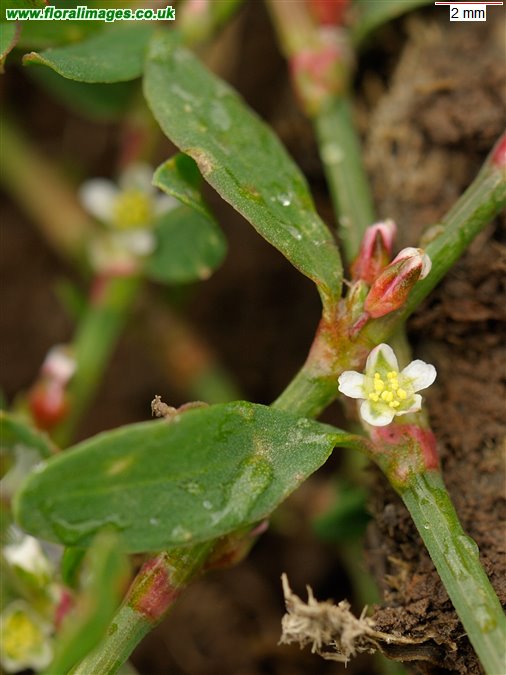 Polygonum arenastrum