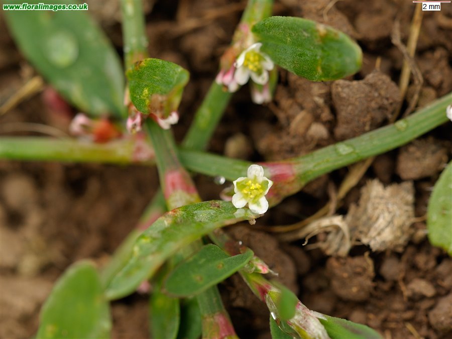 Polygonum arenastrum