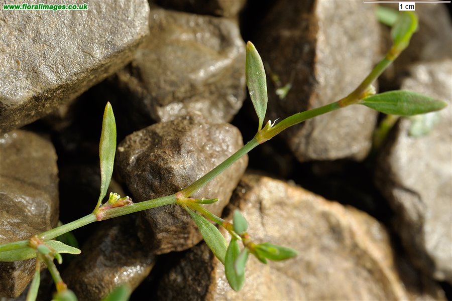Polygonum arenastrum
