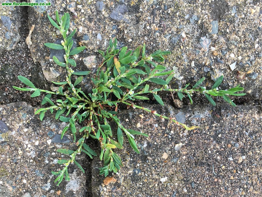 Polygonum arenastrum