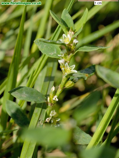 Polygonum aviculare