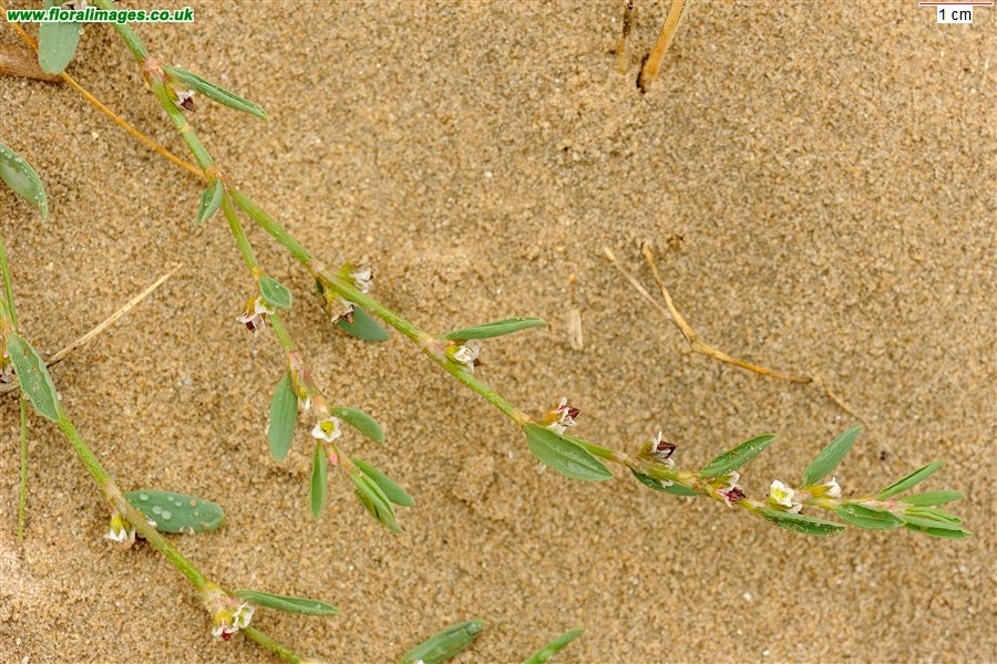 Polygonum oxyspermum