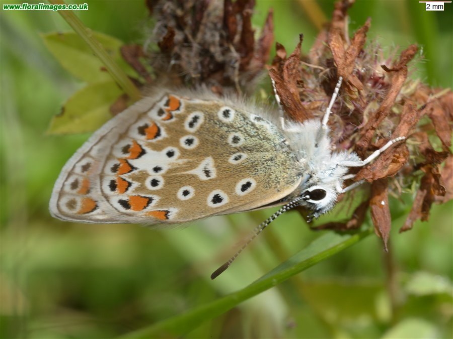 Polyommatus icarus