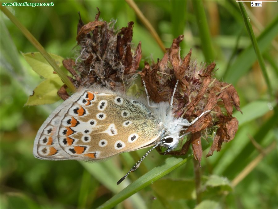 Polyommatus icarus