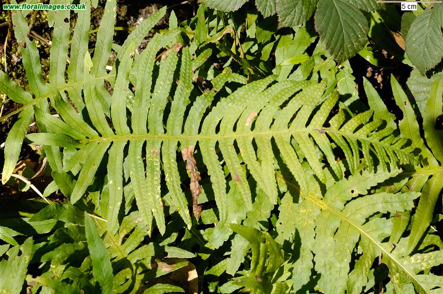Polypodium cambricum