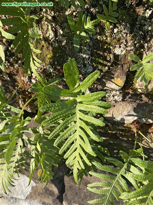 Polypodium cambricum