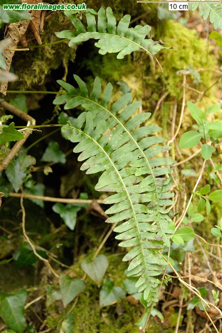 Polypodium vulgare