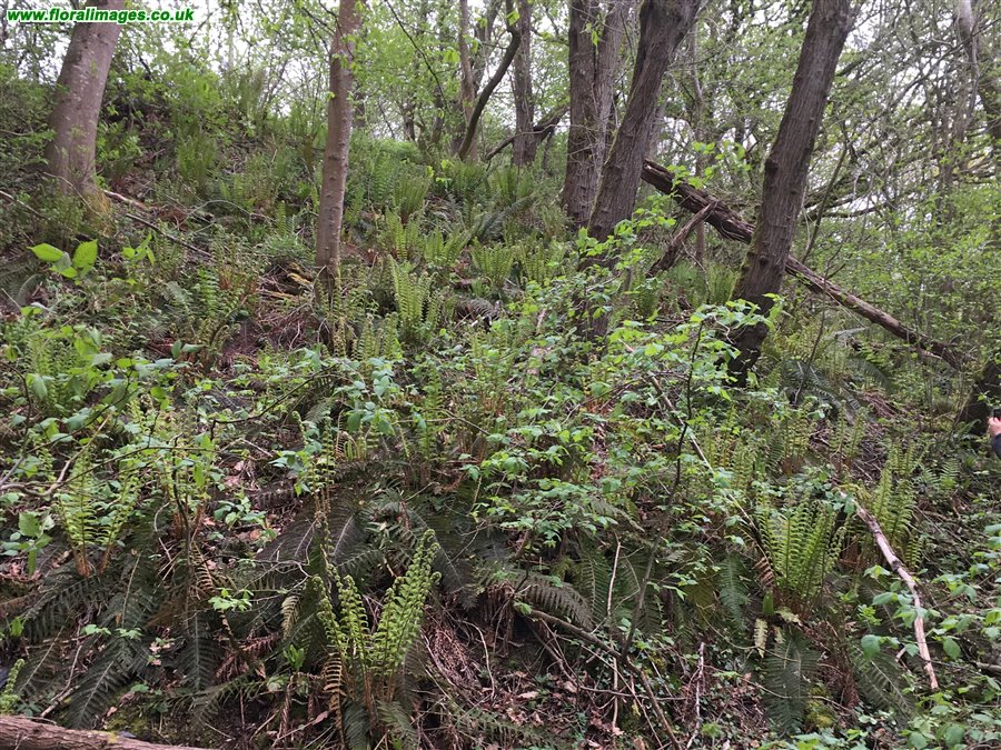 Polystichum setiferum