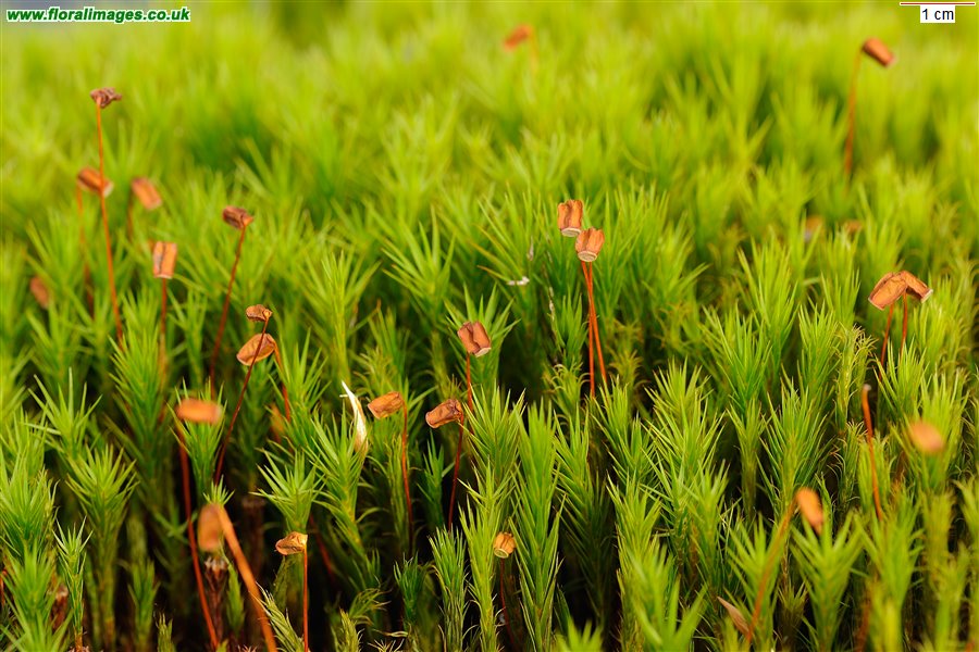 Polytrichum commune
