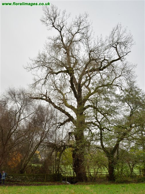 Populus nigra