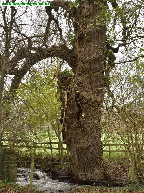 Populus nigra