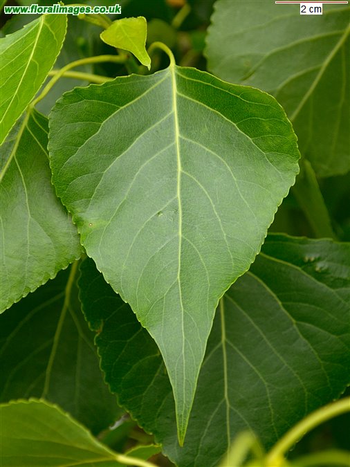 Populus nigra