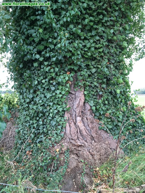 Populus nigra