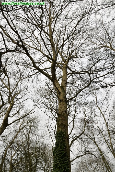 Populus tremula