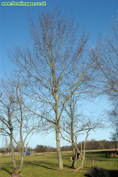 Populus tremula