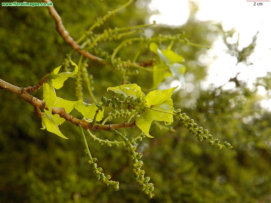 Populus x canadensis