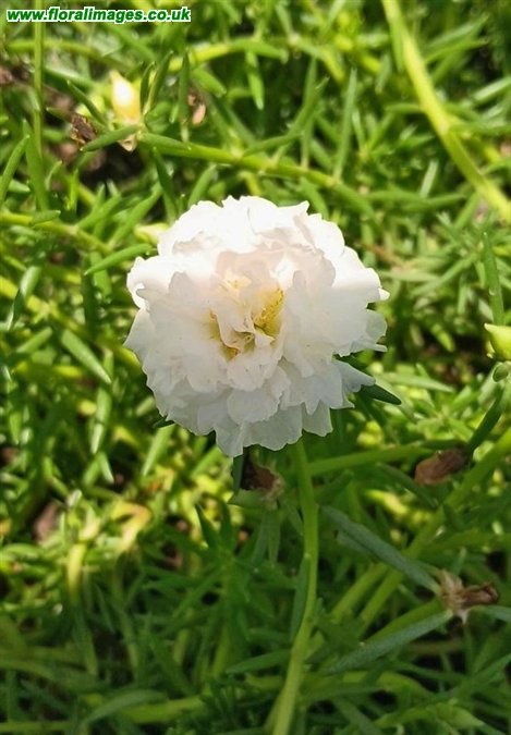Portulaca grandiflora