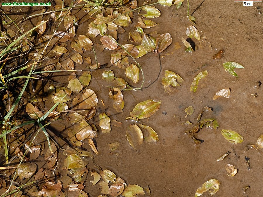 Potamogeton coloratus