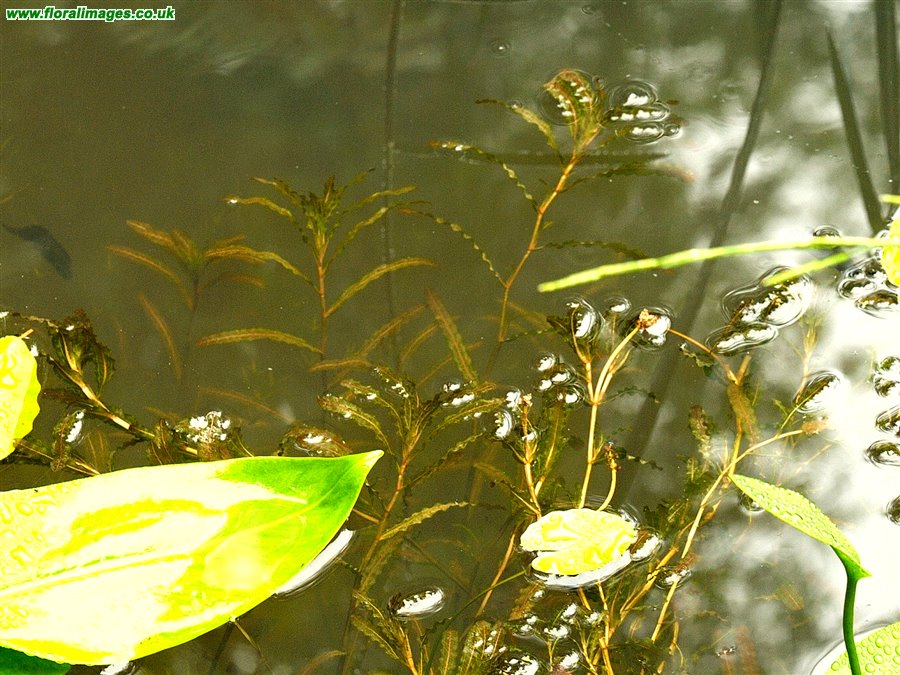 Potamogeton crispus