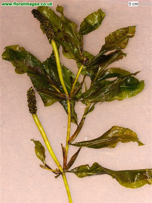 Potamogeton lucens