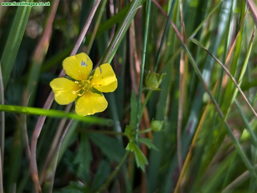 Potentilla erecta