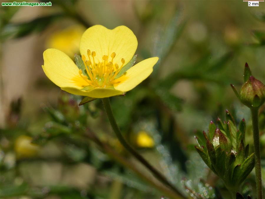 Potentilla erecta