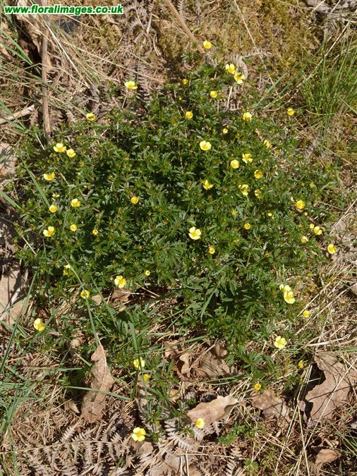 Potentilla erecta