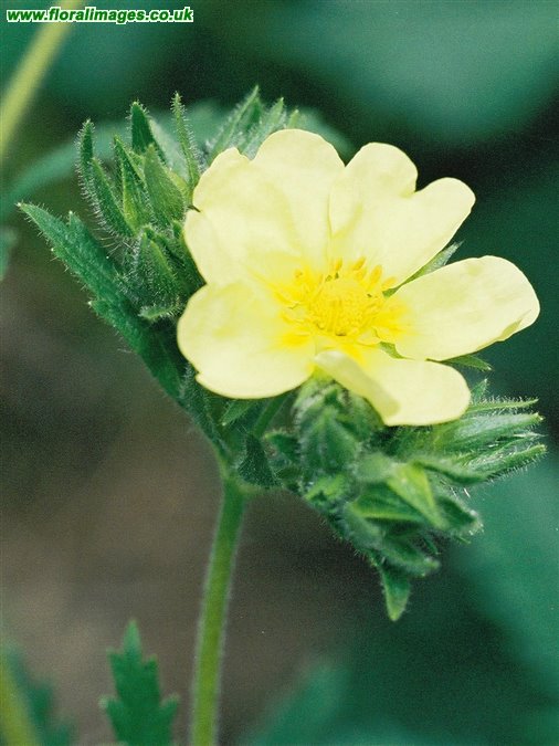 Potentilla gracilis