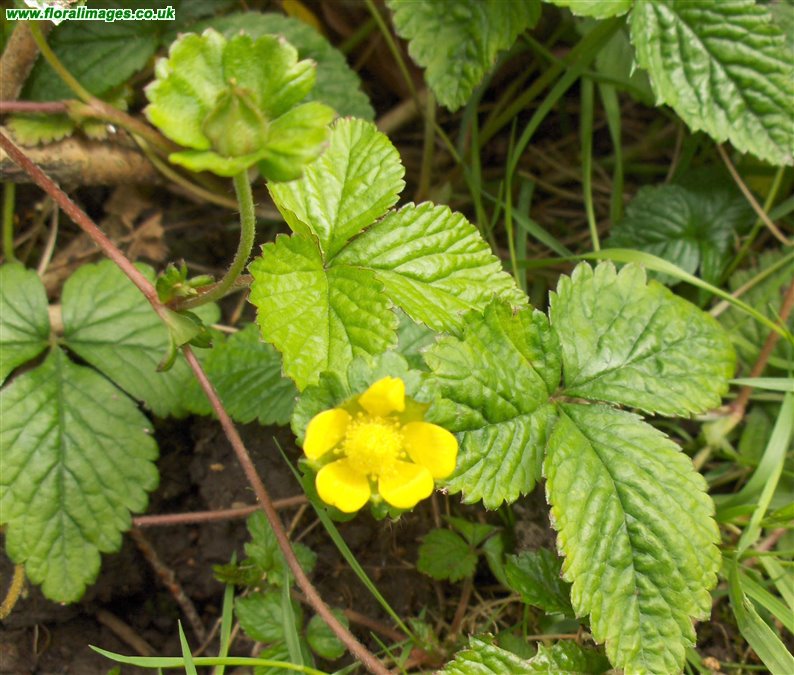 Potentilla indica