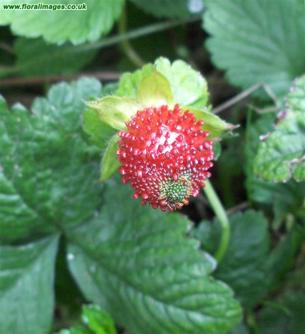 Potentilla indica