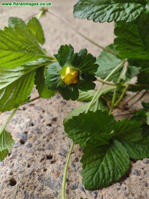 Potentilla indica