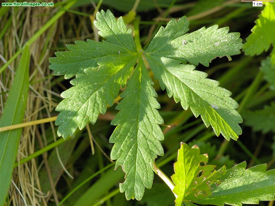 Potentilla reptans