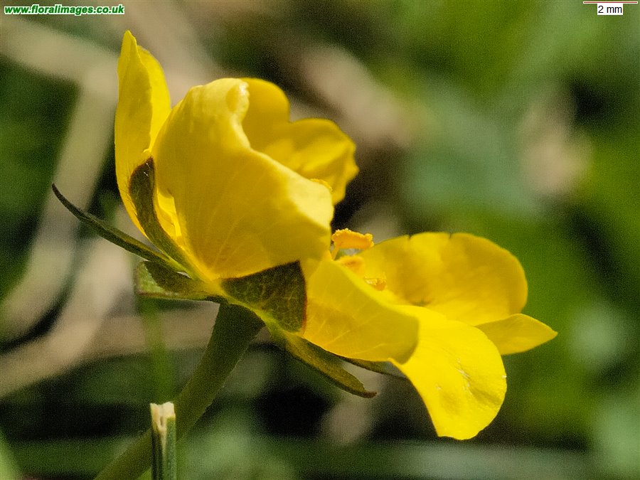 Potentilla reptans