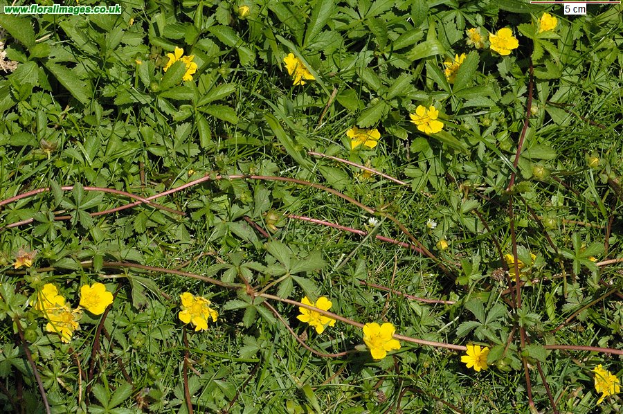 Potentilla reptans